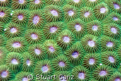 I really like the pattern of this coral. by Stuart Ganz 